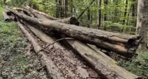 Măcel în pădurea Bogății! Peste 800 de arbori tăiați ilegal
