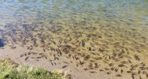Lacul Sfânta Ana se înverzește. Cum a fost rupt în câțiva ani echilibrul unui ecosistem vechi de peste 70 de ani