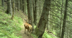 VIDEO. „Doamna” cerbilor, surprinsă în Piatra Craiului