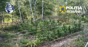 Și-a făcut plantație de canabis în mijlocul pădurii. Peste 130 de plante, descoperite de DIICOT în Covasna