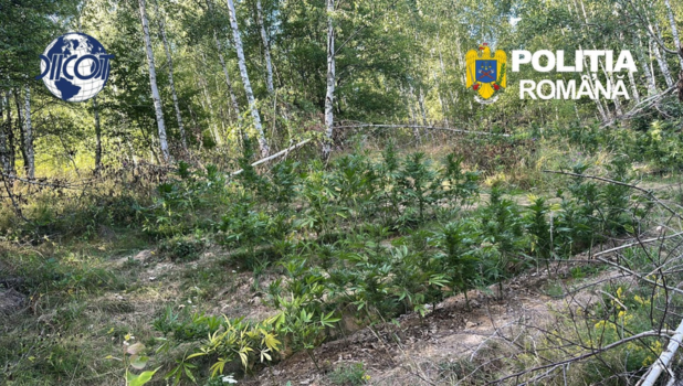 covasna plantatie cannabis