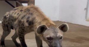 Gata cu carantina! Cei doi masculi de hienă pătată pot fi văzuți de astăzi la Zoo Brașov