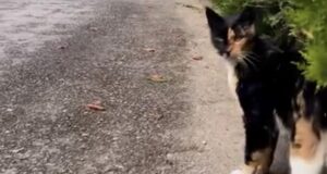 VIDEO. Pisicuța de la Castelul Cantacuzino își caută o familie