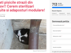 „Salvați pisicile Brașovului”! Peste 700 de brașoveni cer sterilizări gratuite și adăposturi pentru felinele străzii