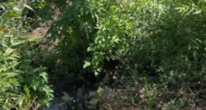 VIDEO. Cincu, între NATO și Evul Mediu! Fecalele și apa cu detergent ajung direct în râu! În 2026 comuna nu are canalizare
