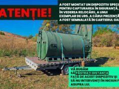 Ursul, la un pas de casele făgărășenilor. Autoritățile au montat o capcană