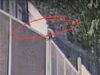 VIDEO. Cruzime la greu! Doi cățeluși, aruncați peste gardul de doi metri al Adăpostului de animale Brașov. Cazul a fost sesizat autorităților