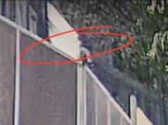 VIDEO. Cruzime la greu! Doi cățeluși, aruncați peste gardul de doi metri al Adăpostului de animale Brașov. Cazul a fost sesizat autorităților