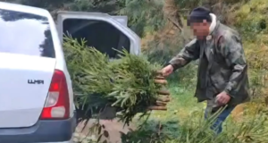VIDEO. Au ras 20 de brazi din Parcul Natural Bucegi pentru o nuntă! Prinși în flagrant de jandarmii montani