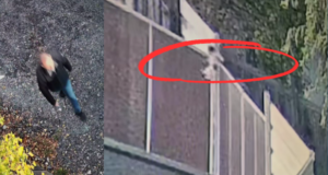 S-a găsit făptașul! Amendă de 12.000 de lei pentru brașoveanul de 55 de ani care a aruncat, fără milă, doi cățeluși peste gardul Adăpostului de animale Brașov