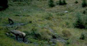 VIDEO. Ierarhia din lumea cerbilor, surprinsă de camere! Spectacolul boncănitului, de neegalat