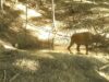 VIDEO. Zi de ”spa” pentru animalele din Parcul Național Piatra Craiului
