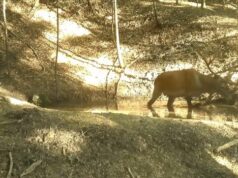 VIDEO. Zi de ”spa” pentru animalele din Parcul Național Piatra Craiului