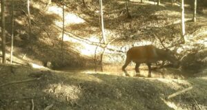 VIDEO. Zi de ”spa” pentru animalele din Parcul Național Piatra Craiului