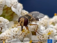 „Fermă de afide” și insecte salvate de la dispariție! Proiect european inedit, la care participă și Zoo Brașov
